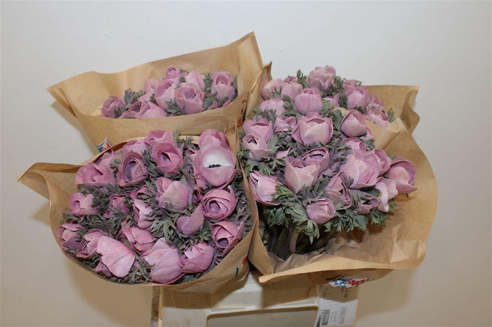 <h4>Anem Marianne Powder Wine Red</h4>