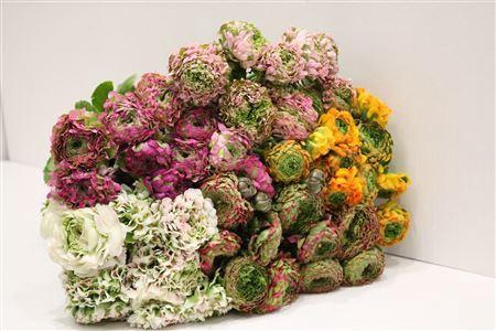 <h4>RAN PON-PON MIX</h4>