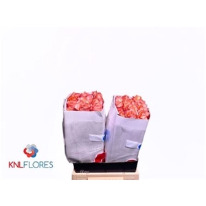 R Gr Coral Reef Ec