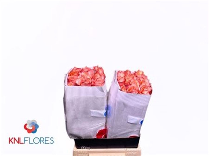 <h4>R Gr Coral Reef Ec</h4>