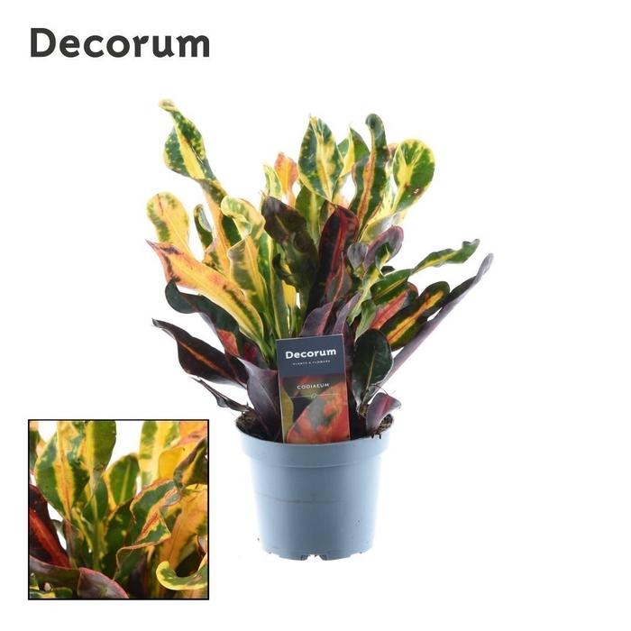 Croton Mammi 3pp kopstek (Decorum)