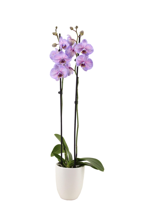 <h4>Hugo White Phal I Am Purple Heart 2T14+</h4>