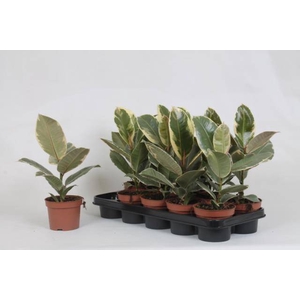 Ficus elastica Tineke 12Ø 35cm 1pp