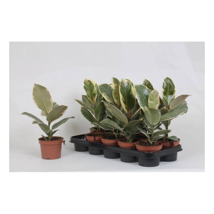 <h4>Ficus elastica Tineke 12Ø 35cm 1pp</h4>