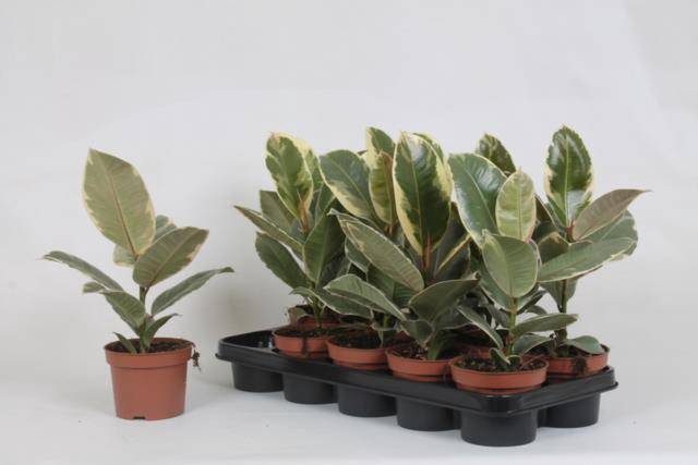 Ficus elastica Tineke 12Ø 35cm 1pp