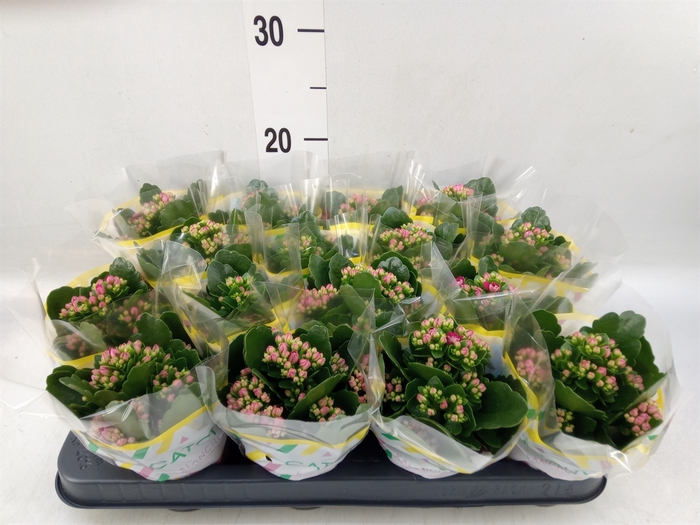 <h4>Kalanchoe blos. 'Garbo lilac'</h4>