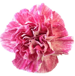 <h4>Di St Ayame Bicolor Pink 65cm CO</h4>