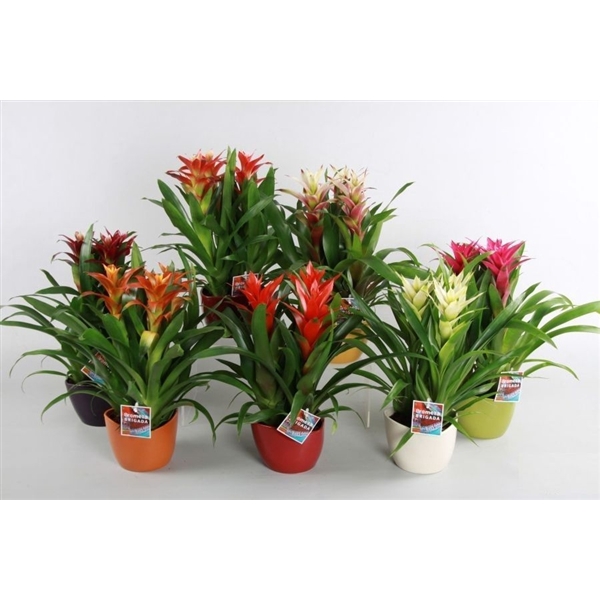 <h4>Guzmania variés</h4>
