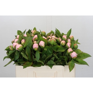 Paeonia (Herb. Hybrid Grp) 'Pink Vanguard'