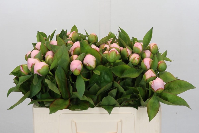 Paeonia Pink Vanguard