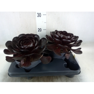 xSemponium 'Destiny'