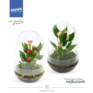 Anthurium - Karma Mix | Terrarium Nature