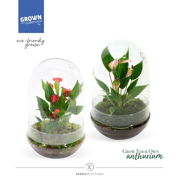 <h4>Anthurium - Karma Mix | Terrarium Nature</h4>