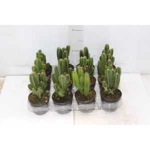 CACTUS ACANTHOCEREUS TETRAGONUS P09