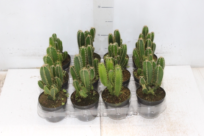 <h4>CACTUS ACANTHOCEREUS TETRAGONUS P09</h4>