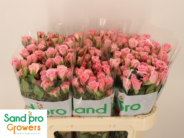 <h4>R TR ODILIA</h4>