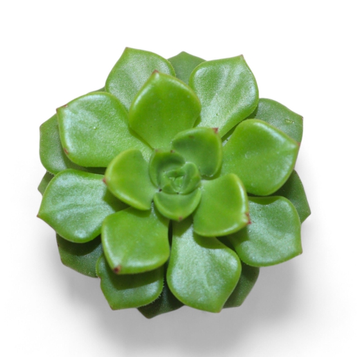 <h4>Echeveria Affinus Cutflower Wincx-5cm</h4>