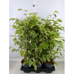 Ficus benja. 'Samantha'