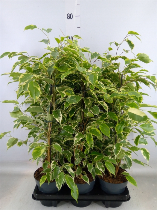<h4>Ficus benja. 'Samantha'</h4>