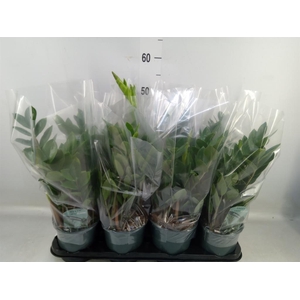 Zamioculcas zamiifolia