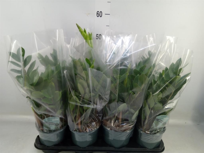 <h4>Zamioculcas zamiifolia</h4>