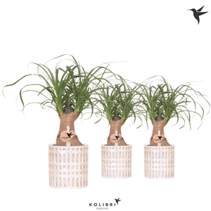 Kolibri Greens Beaucarnea in Mozaiek pot