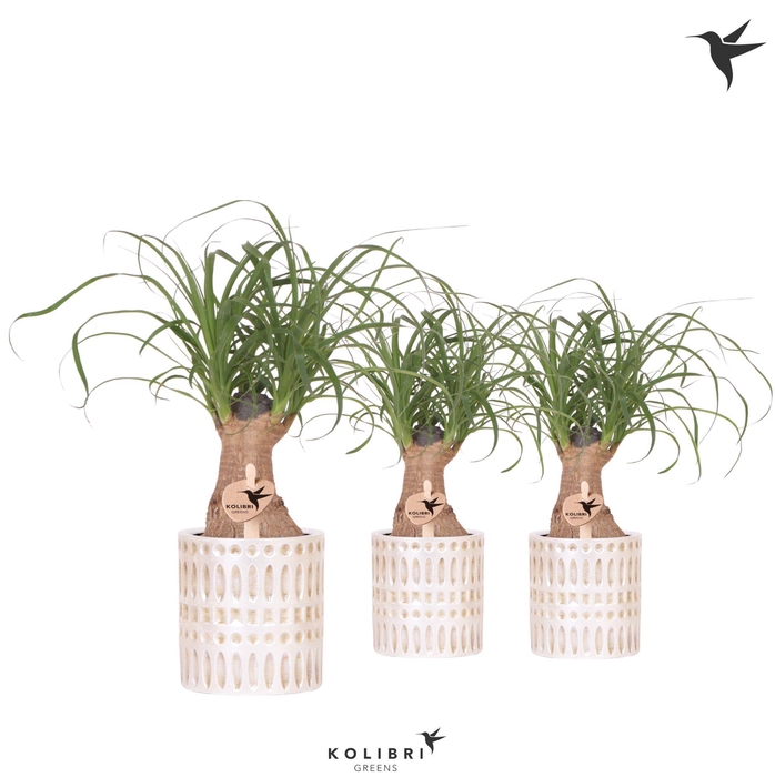 <h4>Kolibri Greens Beaucarnea in Mozaiek pot</h4>