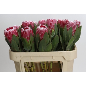 Protea Lady Di
