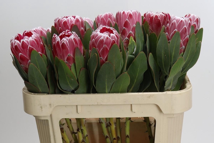 <h4>Protea Lady Di</h4>