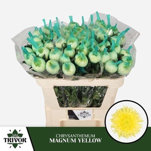 Chr G Magnum Yellow
