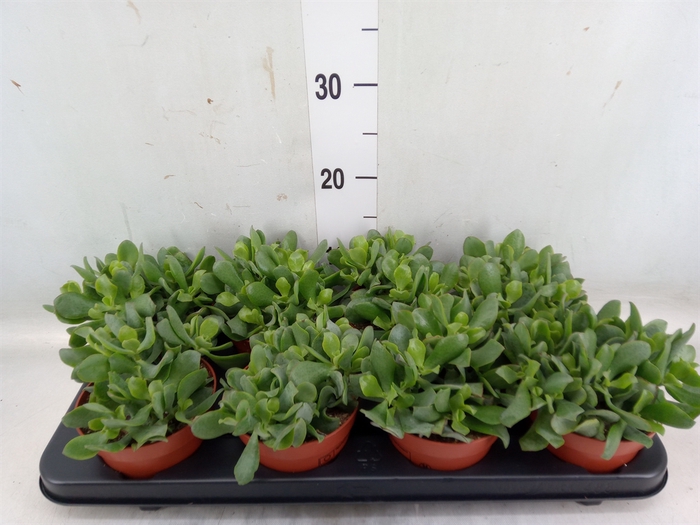 <h4>Crassula arborescens</h4>