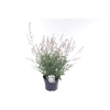 Gaura lind. Geyser White