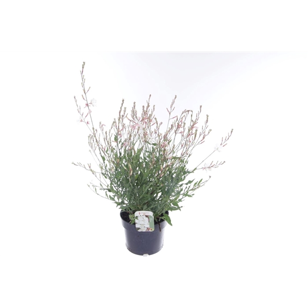 <h4>Gaura lind. Geyser White</h4>