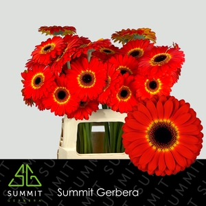 Gerbera Imax Water x40 Lang