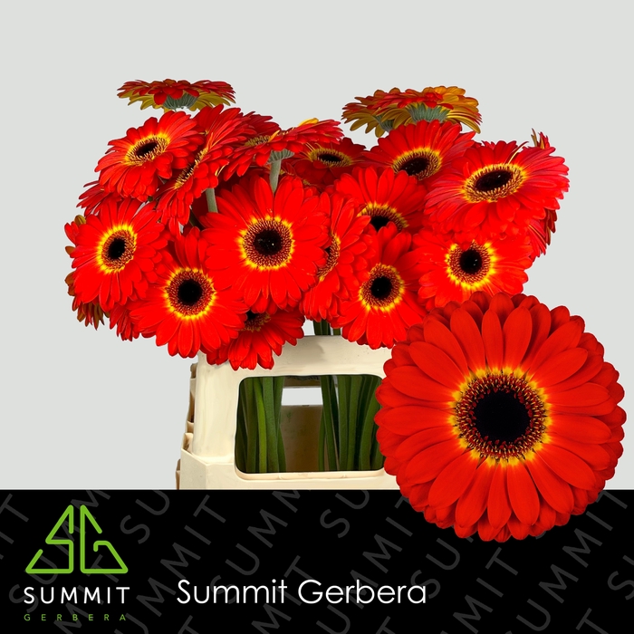 <h4>Gerbera Imax Water X40 Lang</h4>