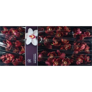 Cymbidium Lucifer