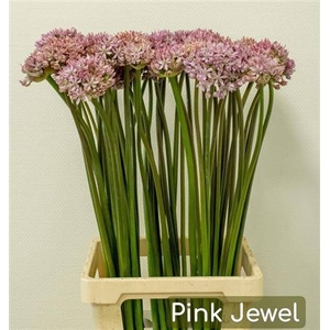 Allium Pink Jewel