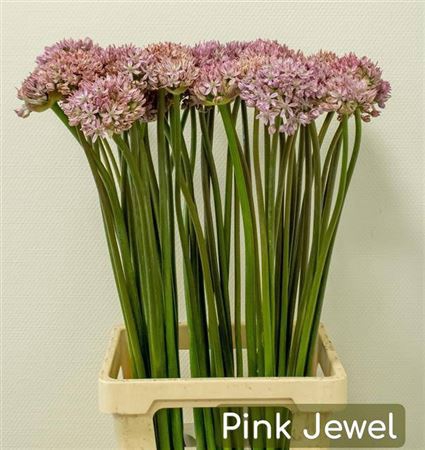 <h4>Allium Pink Jewel</h4>