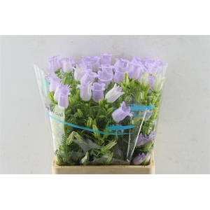 Campanula Med Champ Lavendel