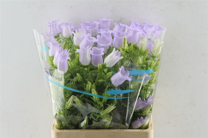 <h4>Campanula Med Champ Lavendel</h4>