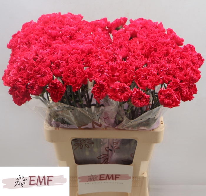 <h4>DI ST MANDALAY</h4>