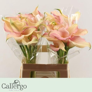 Zantedeschia honeymoon