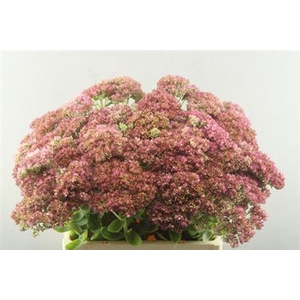 Sedum Herbstfreude