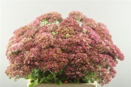 <h4>Sedum Herbstfreude</h4>