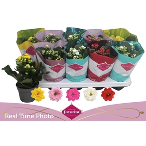 KAL GE PERF GEM 5 KL