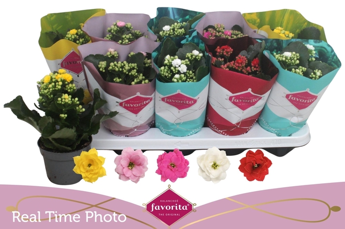 <h4>KAL GE PERF GEM 5 KL</h4>