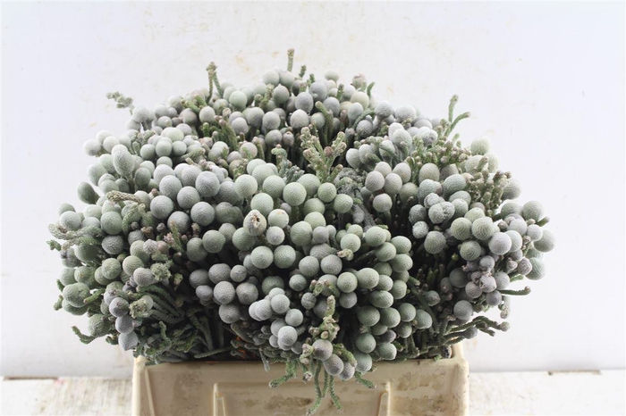 <h4>Kaaps Silver Brunia</h4>