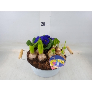 Arr.   Bol/Knolgewas L%