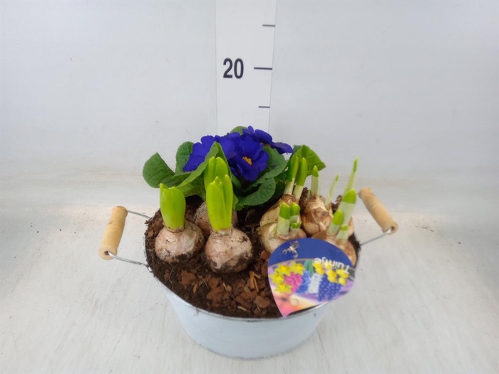 <h4>Arr.   Bol/Knolgewas L%</h4>