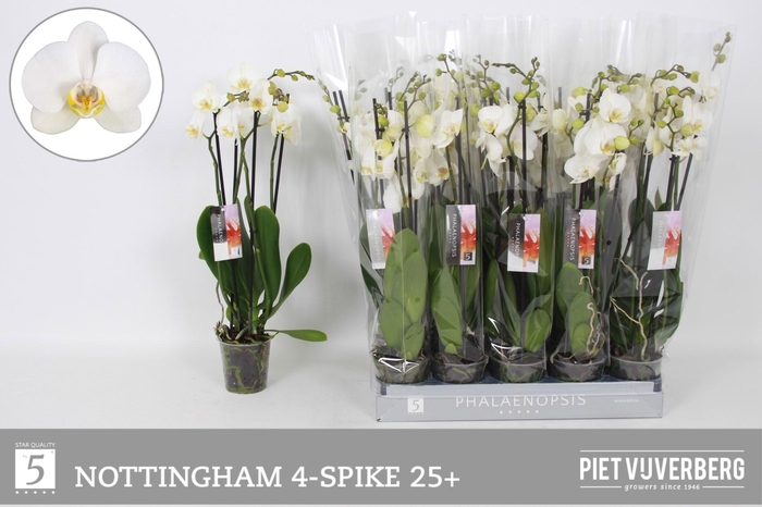 <h4>PHAL AN NOTTINGHAM</h4>